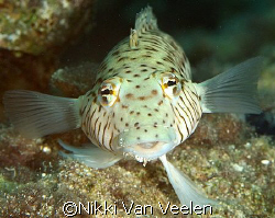Sandperch taken at Sharksbay with E300 and 105mm lens by Nikki Van Veelen 